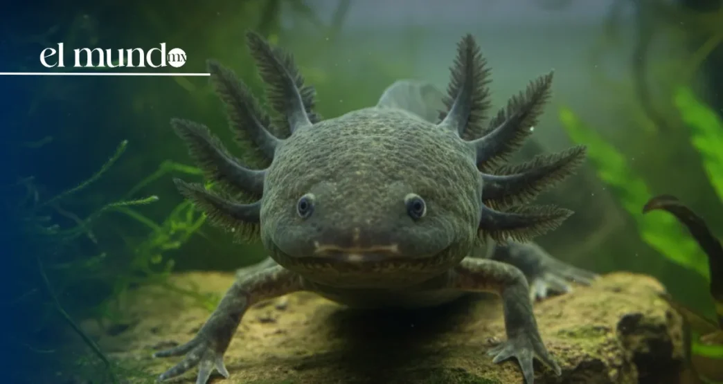 Ajolote del Altiplano reaparece después en Queretaro