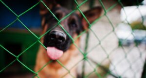 Refugios animales en México enfrentan altos costos para su operación y cuidado